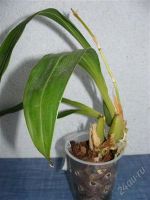 Лот: 2000636. Фото: 2. Орхидея Zygopetalum Rhein Harlekin. Комнатные растения и уход