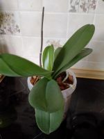 Лот: 20601487. Фото: 6. Орхидея Фаленопсис "Сакраменто...