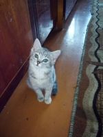 Лот: 12706631. Фото: 2. отдам котят помогу с стерилизацией. Животные и уход