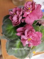 Лот: 16859079. Фото: 2. Фиалка сортовая ЛЕ Карусель, Коричная... Комнатные растения и уход