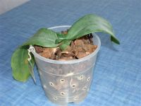 Лот: 1908643. Фото: 2. орхидея Phalaenopsis Taida Salu-red... Комнатные растения и уход