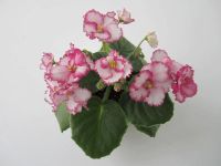 Лот: 7084556. Фото: 2. Фиалка Rhapsodie Susi - детка. Комнатные растения и уход