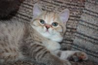 Лот: 3652738. Фото: 2. Шотландская прямоухая кошечка. Животные и уход