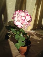 Лот: 16071003. Фото: 2. Пеларгония зональная Picotee Pink. Комнатные растения и уход