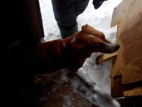 Лот: 3573035. Фото: 4. Отдадим в добрые руки щенка маленькой... Красноярск