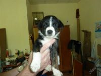 Лот: 1883180. Фото: 3. Щенки на охрану даром, разные... Растения и животные