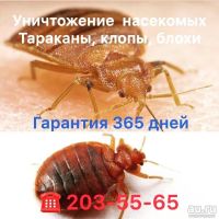 Лот: 13697674. Фото: 9. Уничтожение Клопов Уничтожение...