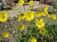 Лот: 2963850. Фото: 2. Дороникум - неприхотливый морозоустойчивый... Семена, рассада, садовые растения