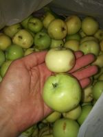 Лот: 12119013. Фото: 2. Яблоки ранетки очень вкусные. Продукты