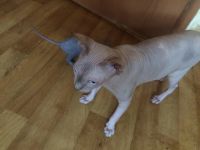 Лот: 18298868. Фото: 7. Котенок канадский сфинкс девочка