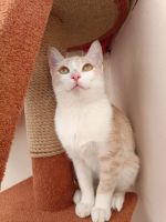 Лот: 20840107. Фото: 5. Котенок