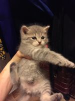 Лот: 6641118. Фото: 4. Вислоухие прямоухие котята Скотиш-фолд. Красноярск