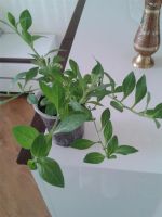 Лот: 3877373. Фото: 3. Сурфиния - гибридная петуния Rose... Растения и животные