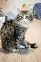 Лот: 7311765. Фото: 6. Митюша ищет заботливую семью
