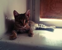 Лот: 4309488. Фото: 3. Котенок девочка. Растения и животные