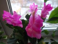 Лот: 21381652. Фото: 2. Декабрист шлюмбергера (розовый... Комнатные растения и уход