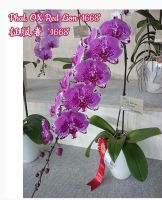 Лот: 18378567. Фото: 2. Орхидея цветущая фаленопсис в... Комнатные растения и уход