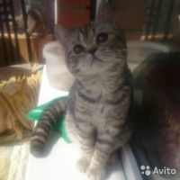 Лот: 8295251. Фото: 4. супер кошечка 9 мес скотиш- страйт... Красноярск