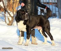 Лот: 7298901. Фото: 4. Щенки среднеазиатской овчарки... Красноярск