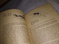 Лот: 13316421. Фото: 3. Панфилов Д.В. В мире насекомых... Литература, книги