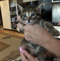 Лот: 18033268. Фото: 3. Котята ищут дом. Растения и животные