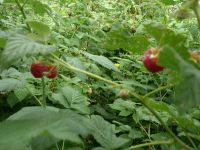 Лот: 25588606. Фото: 2. 1 литр малины свежей. Продукты