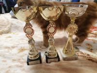 Лот: 19155009. Фото: 10. Котята курильский бобтейл