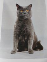 Лот: 20755396. Фото: 4. Атлас пород кошек, книга. Красноярск