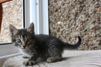 Лот: 2997602. Фото: 6. ОТДАМ КОТЯТ!!!!