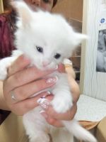 Лот: 9791973. Фото: 6. котенок