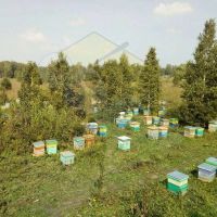 Лот: 18343906. Фото: 8. Ароматный мёд в подарок с ложечкой...