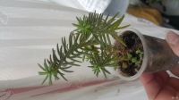 Лот: 11817932. Фото: 3. Седум Sedum griseum (суккулент... Растения и животные