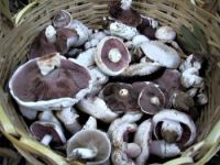 Лот: 4454246. Фото: 2. Еще шампиньоны цена за 1кг. Продукты