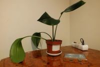 Лот: 4455454. Фото: 2. Эухариус детка. Комнатные растения и уход