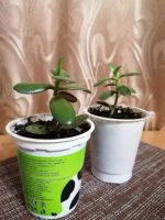 Лот: 16702321. Фото: 6. Денежное дерево (Толстянка)