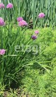 Лот: 25766334. Фото: 13. 1-комн. дача , Красноярск 3-я...