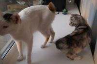 Лот: 6736669. Фото: 7. Персидско-курильский бобтейл...