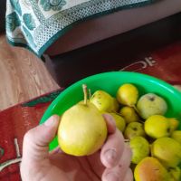 Лот: 18084282. Фото: 2. Груша. Продукты
