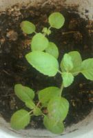 Лот: 837361. Фото: 6. Туласи (Священный Базилик) семена...