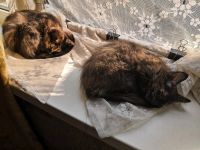 Лот: 14337984. Фото: 5. Котята