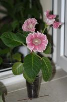 Лот: 3077504. Фото: 2. Глоксиния 35 (цветёт). Комнатные растения и уход