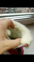 Лот: 14065368. Фото: 4. Валенки Котофей р.18-19. Красноярск