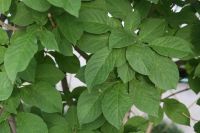 Лот: 7764002. Фото: 6. Canon 28-135mm 3,5-5,6 USM IS