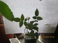 Лот: 5759839. Фото: 4. роза комнатная саженец№5. Красноярск