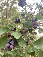 Лот: 20633164. Фото: 2. Ирга. Продукты