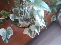 Лот: 11352937. Фото: 3. плющ варигетный. Растения и животные