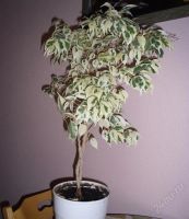 Лот: 1203872. Фото: 2. Фикус. Комнатные растения и уход