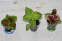 Лот: 3407804. Фото: 2. Колеус 17. Комнатные растения и уход