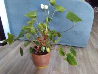 Лот: 7692688. Фото: 3. антуриум. Растения и животные