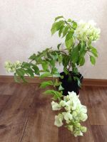 Лот: 7728292. Фото: 4. Сортовая бугенвиллея,бугенвиллия. Красноярск